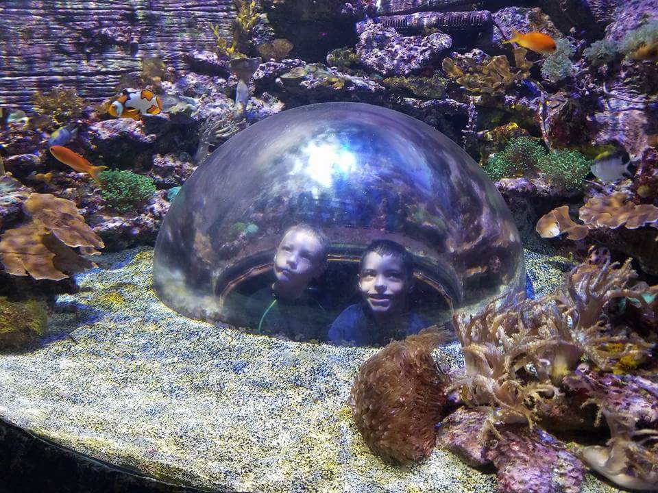 A Day at the Aquarium